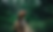 1 dog outside.png