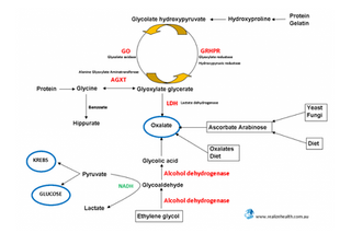 Carnivore Diet and Oxalates