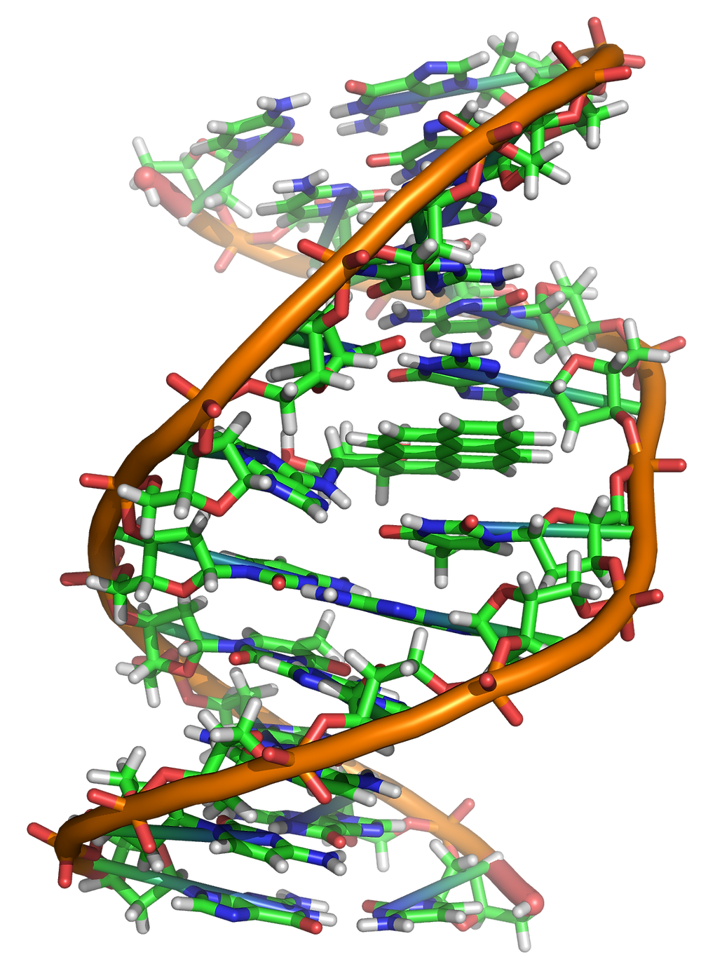 Benzopyrene_DNA_adduct_1JDG.png. courtesy of wikipedia