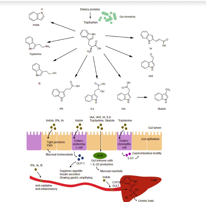 Picture from : Roager, H. M., & Licht, T. R. (2018). Microbial tryptophan catabolites in health and disease. Nat. Commun., 9(3294), 1–10. doi: 10.1038/s41467-018-05470-4