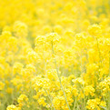 Bright yellow flowers in a field