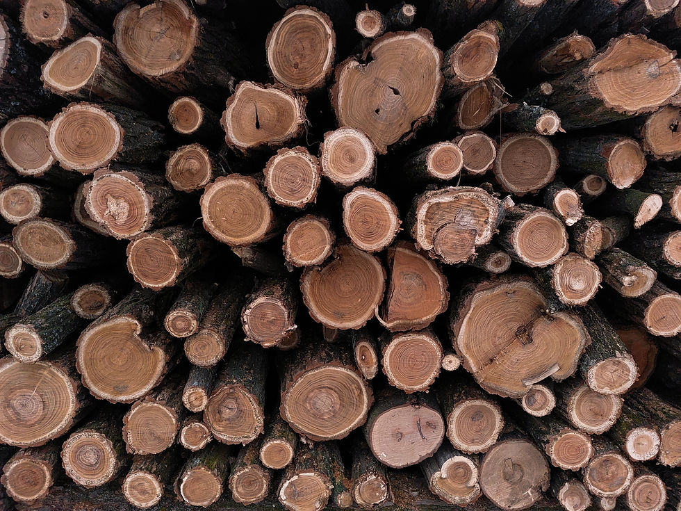 pine vs cedar deck
