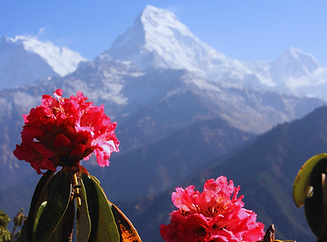 Red Organic Fresh Juice Instagram Post (2).png