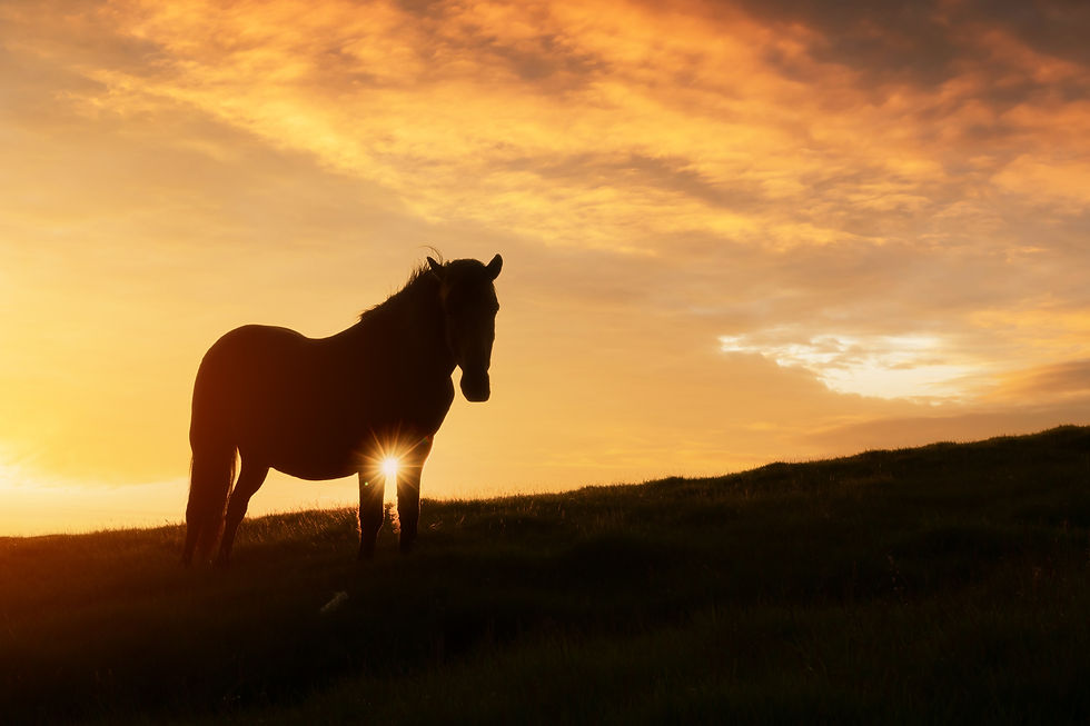 horse-on-evening-meadow-in-mountains-valley-during-2026-01-09-00-10-24-utc.jpg