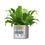 תמונה ממוזערת: CANTO Stone Low