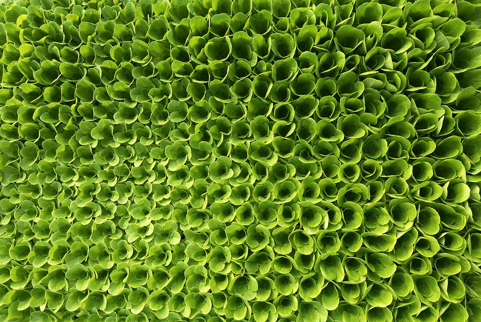 ree