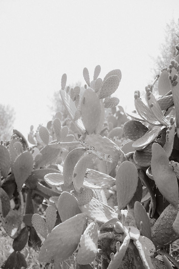 mallorca fotosession (143).jpg