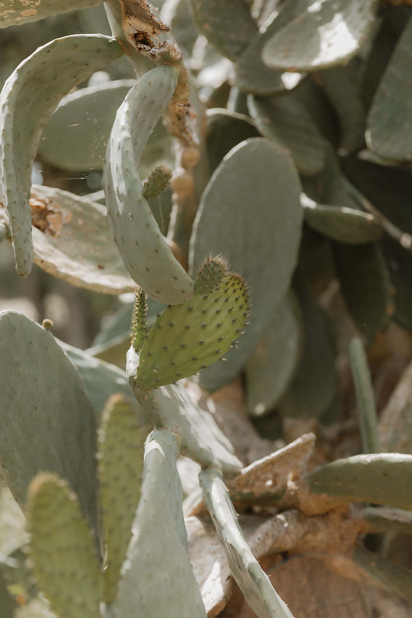 mallorca fotosession (144).jpg