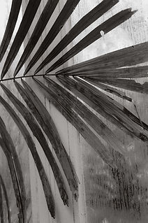 botanischer-garten-muenchen-nymphenburg (53).jpg