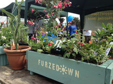 Furzedown Festival success