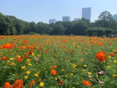 Hamarikyu-gardens-August-flowers-e1607745381617.webp