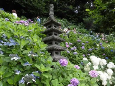 Hydrangea-Hasedera-e1607751990736.webp