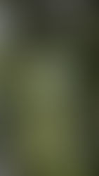 כרוניקות הפריחה של יפן -דרך הפריחה "בין סאקורה ללוטוס"  גלו את הפריחות המרתקות של יפן חודש אחר חודש 