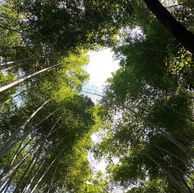 לא רק פריחת הדובדבן הפריחות היפות של יפן חודש אחר חודש -כדאי להכיר 