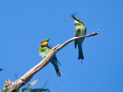 Rainbow Bee-eaters return to Wallum