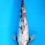 Thumbnail: Ginrin Matsukawabake - 37cm - Nisai