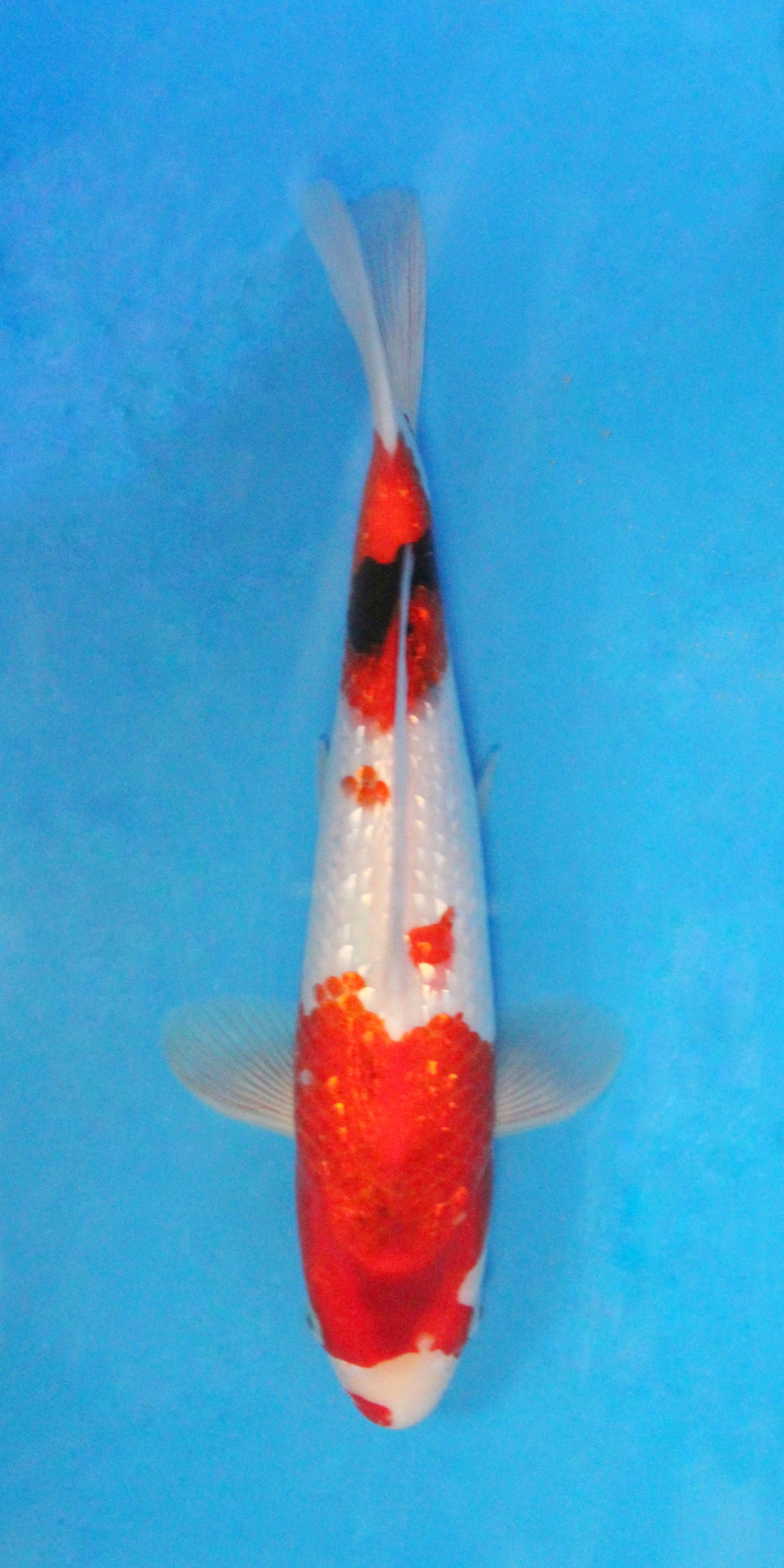 Ginrin Showa - 27cm - Nisai