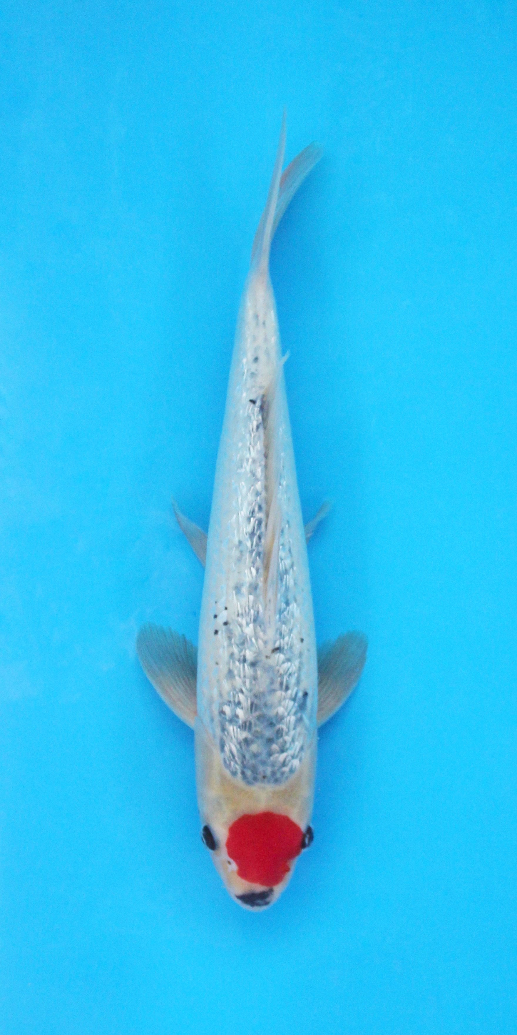 Ginrin Tancho Goshiki - 37cm - Nisai