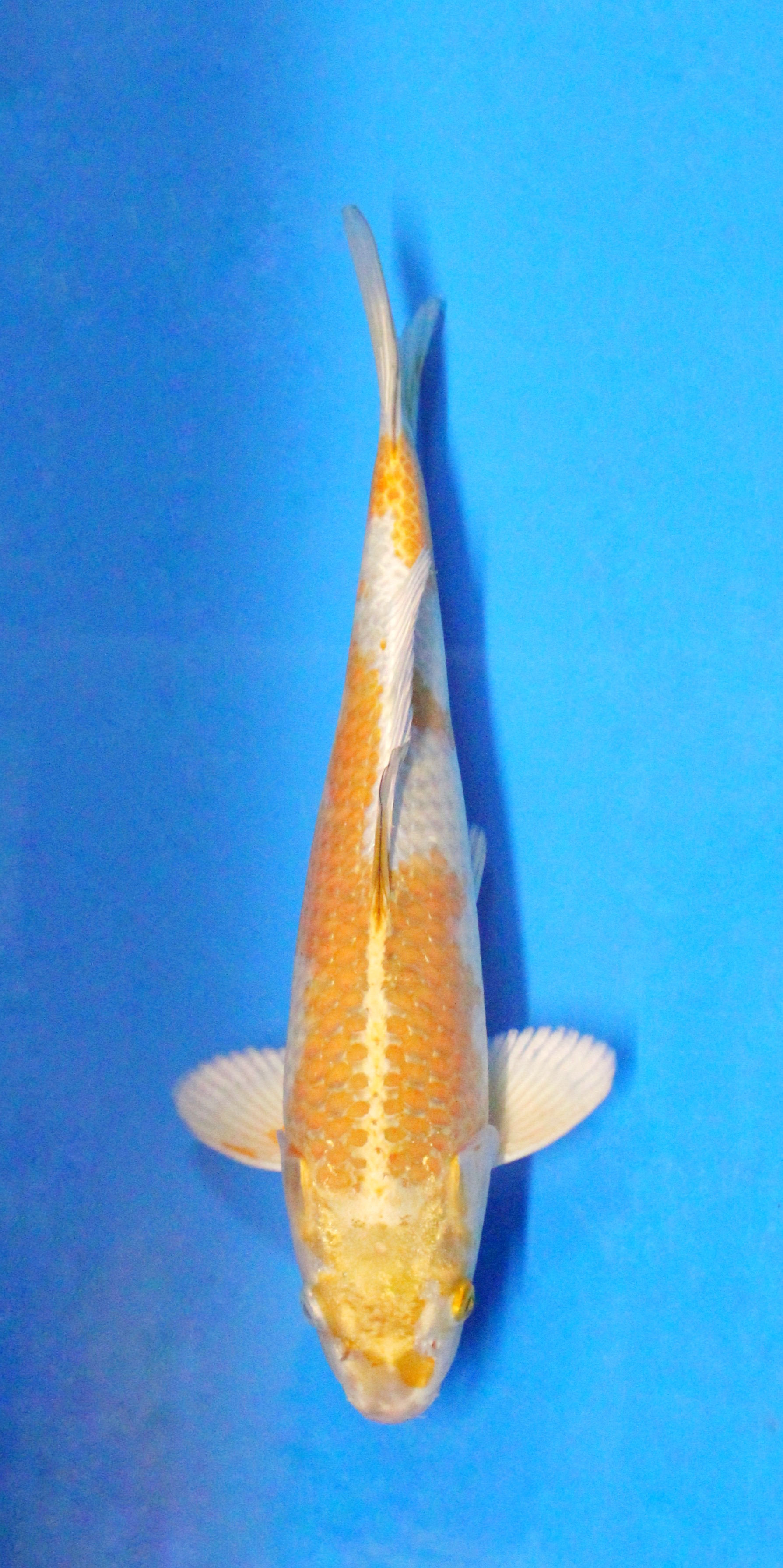 Harawaki - 39cm - Nisai
