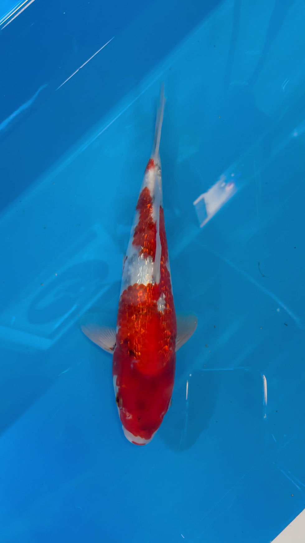 Thumbnail: Ginrin Goshiki - 26cm - Nisai