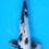 Thumbnail: Shiro Utsuri - 34cm - Nisai