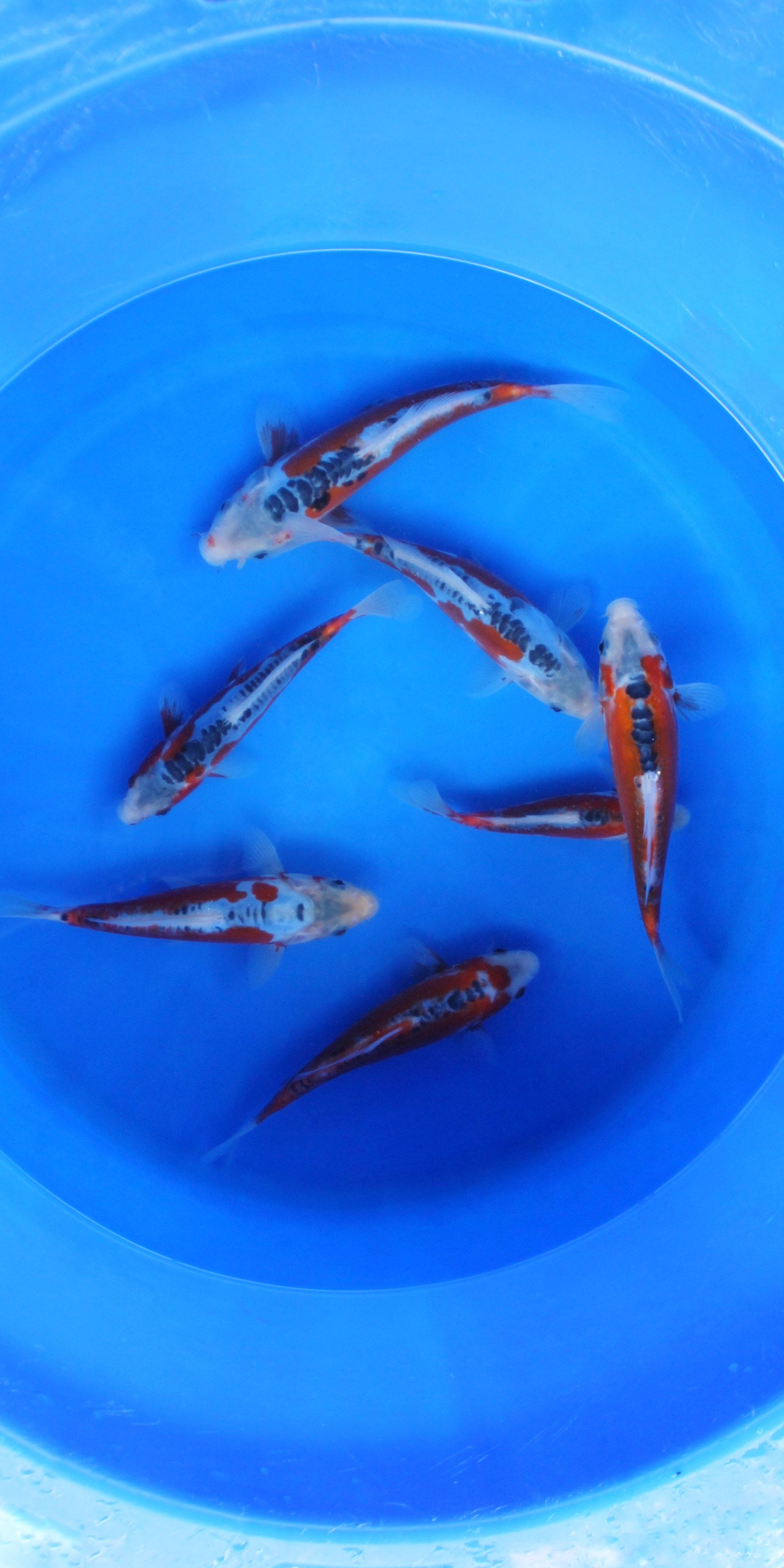 Shusui Mix Sample - Tosai