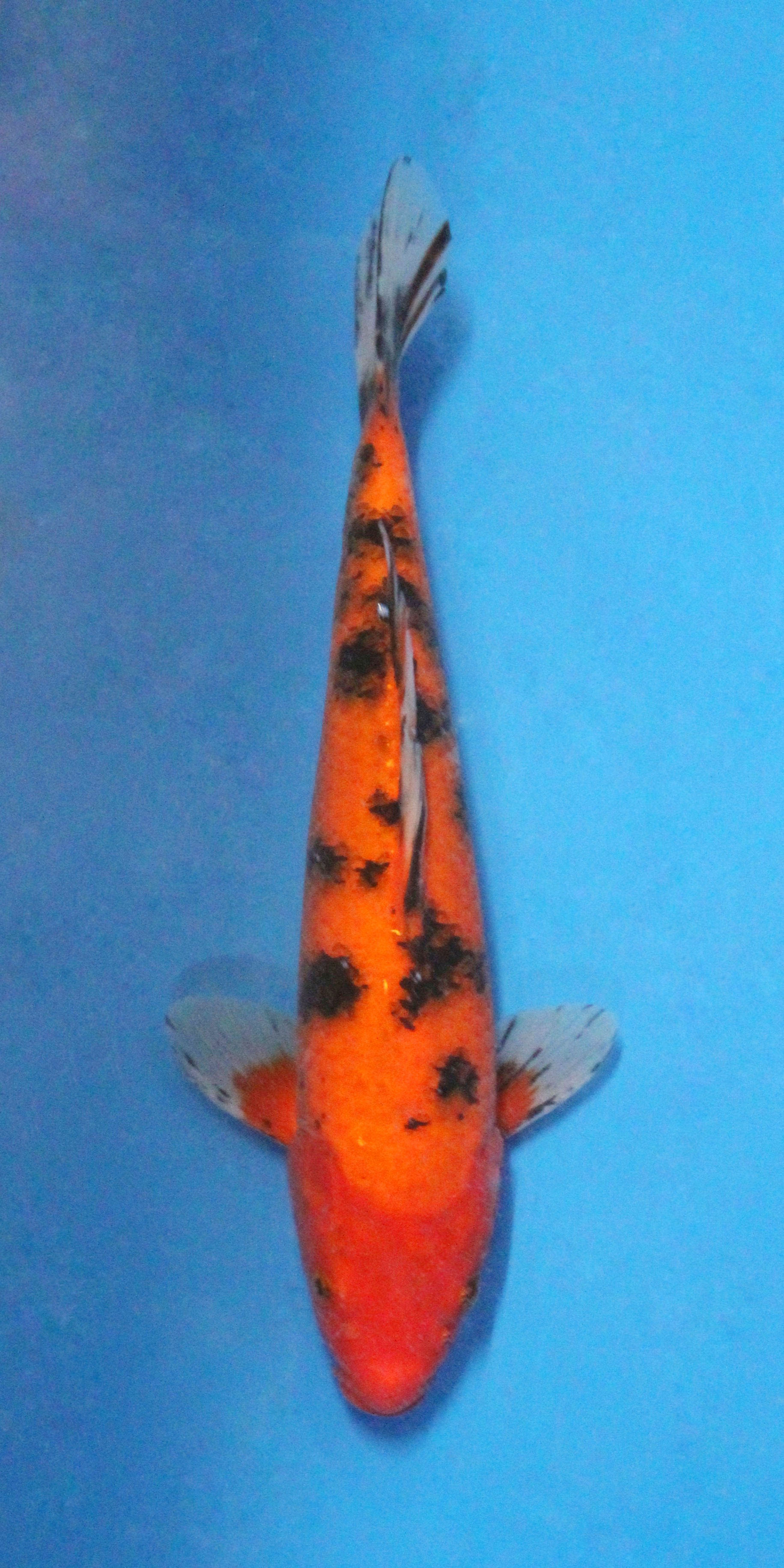 Aka Hajiro - 27cm - Nisai