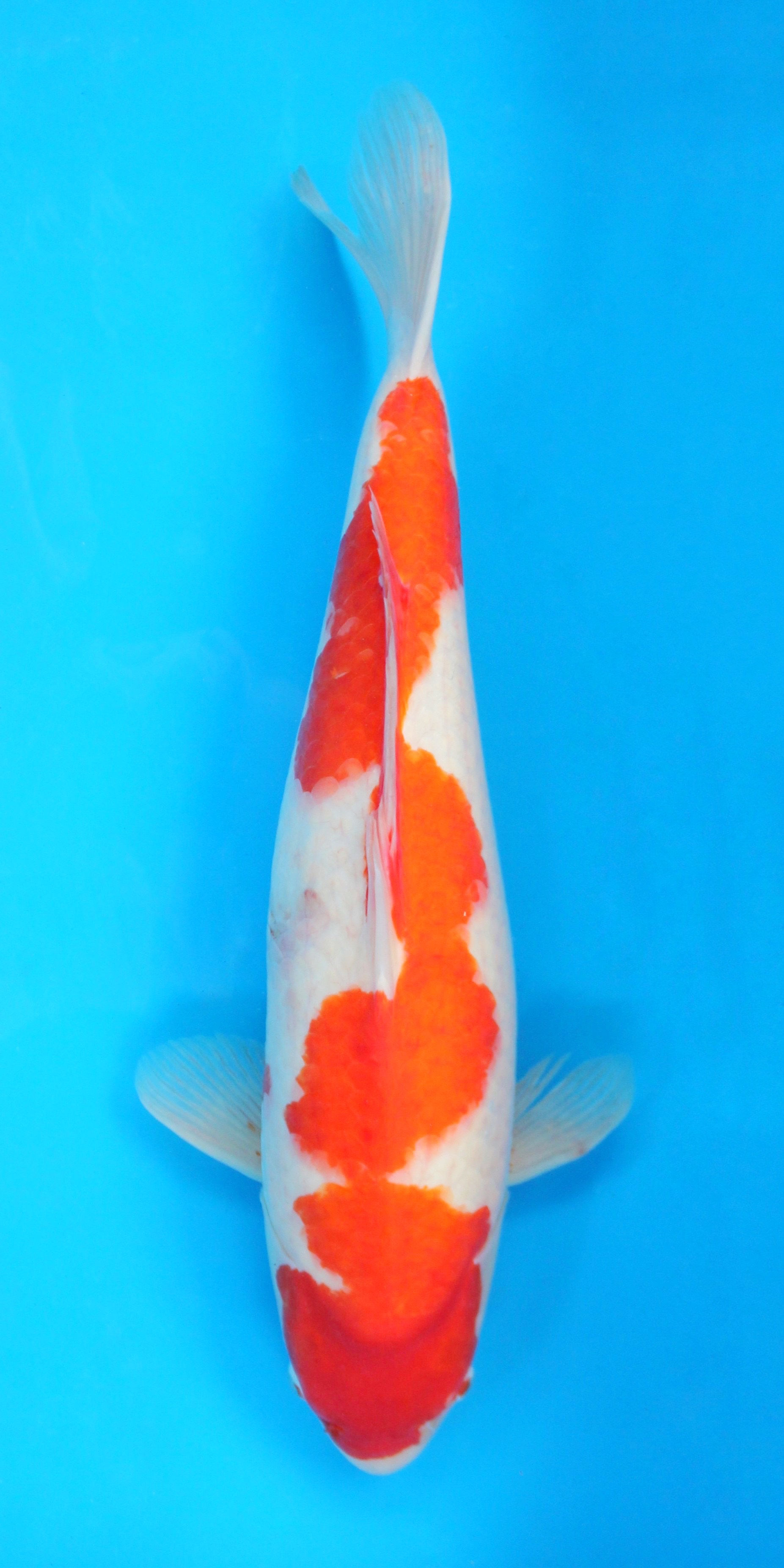 Kohaku - 55cm - Yonsai