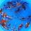 Thumbnail: Long Fin Mix Sample - Tosai
