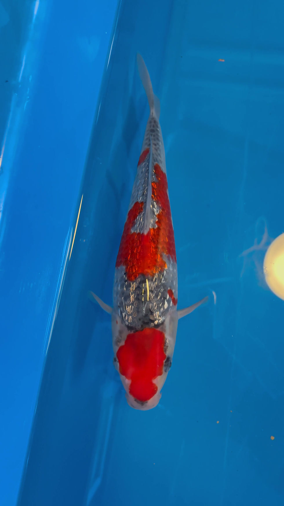 Thumbnail: Ginrin Goshiki - 27cm - Nisai