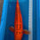 Thumbnail: Mizu Ogon - 82cm - Yonsai