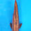 Thumbnail: Ginrin Chagoi - 40cm - Nisai