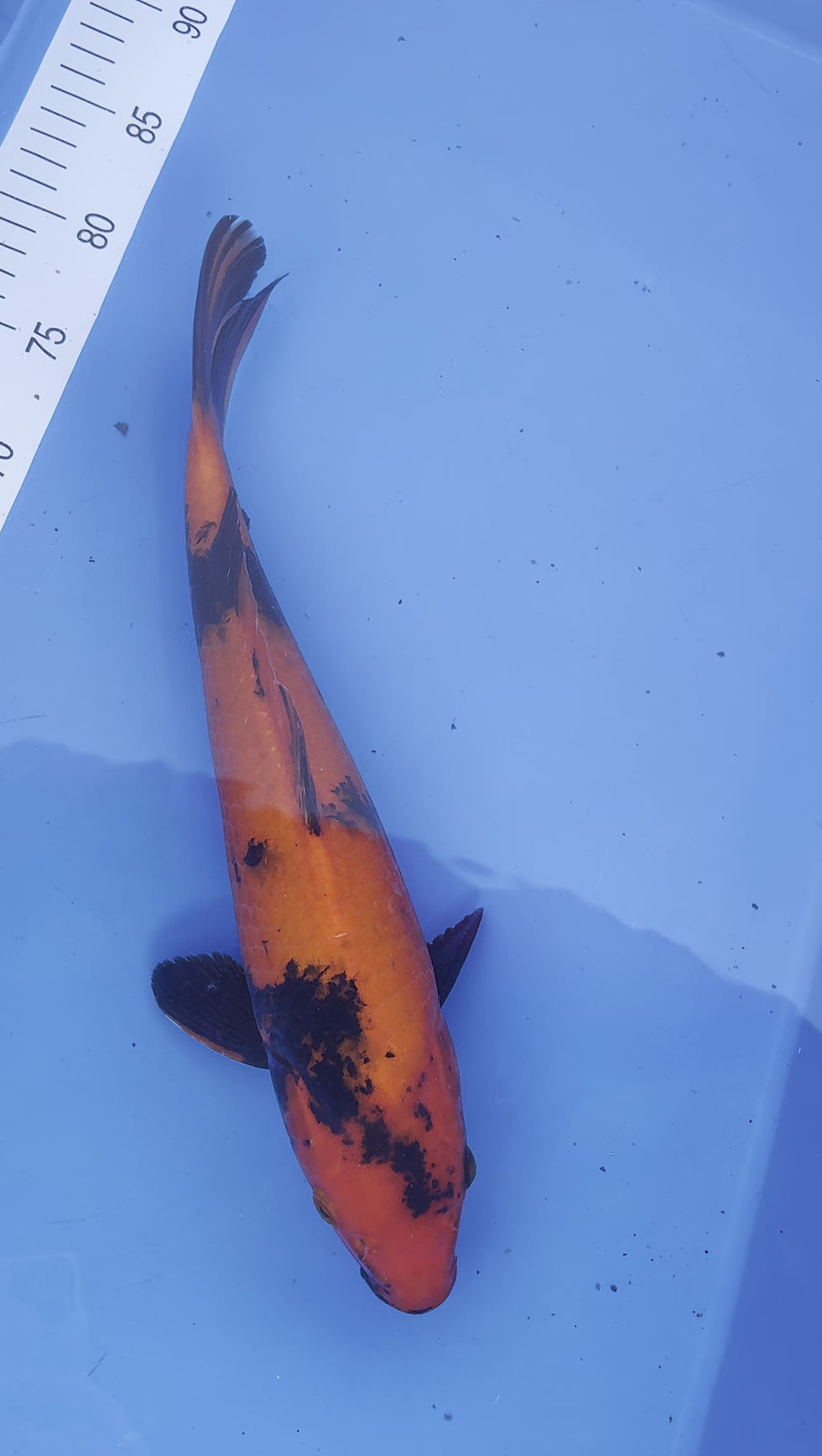Thumbnail: Hi Utsuri - 36cm - Nisai