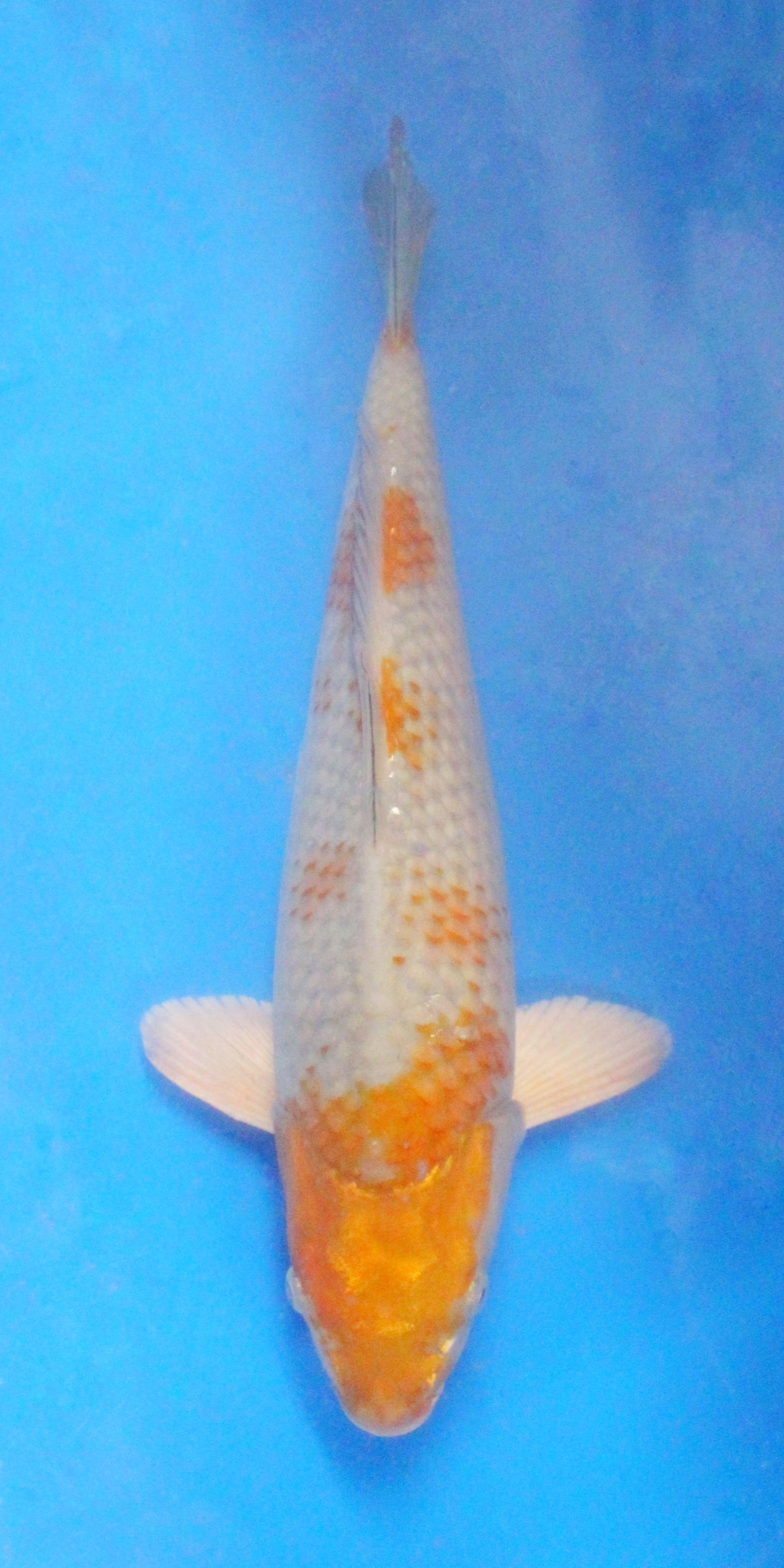 Ochiba - 35cm - Nisai