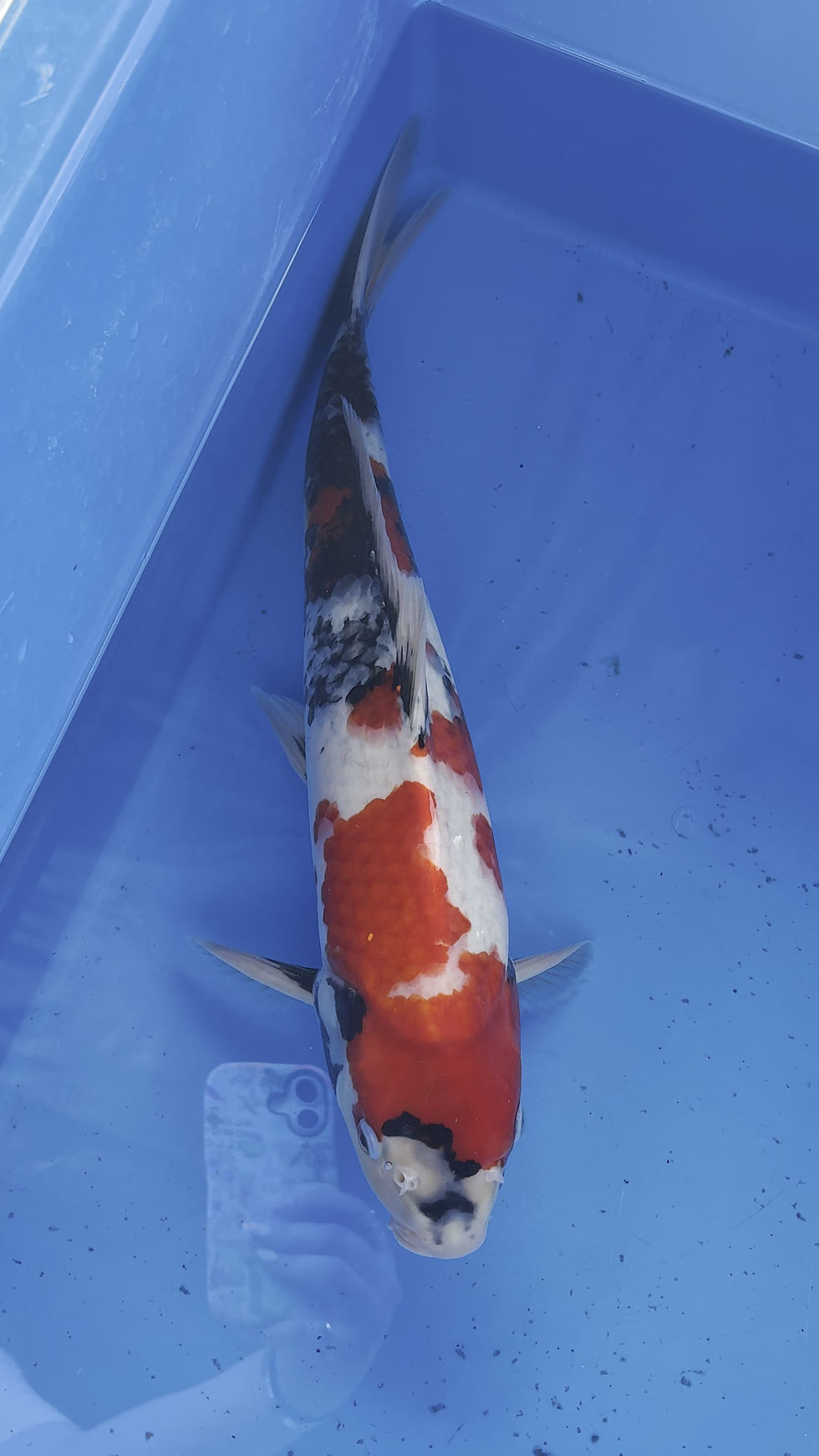 Thumbnail: Showa - 41cm - Nisai
