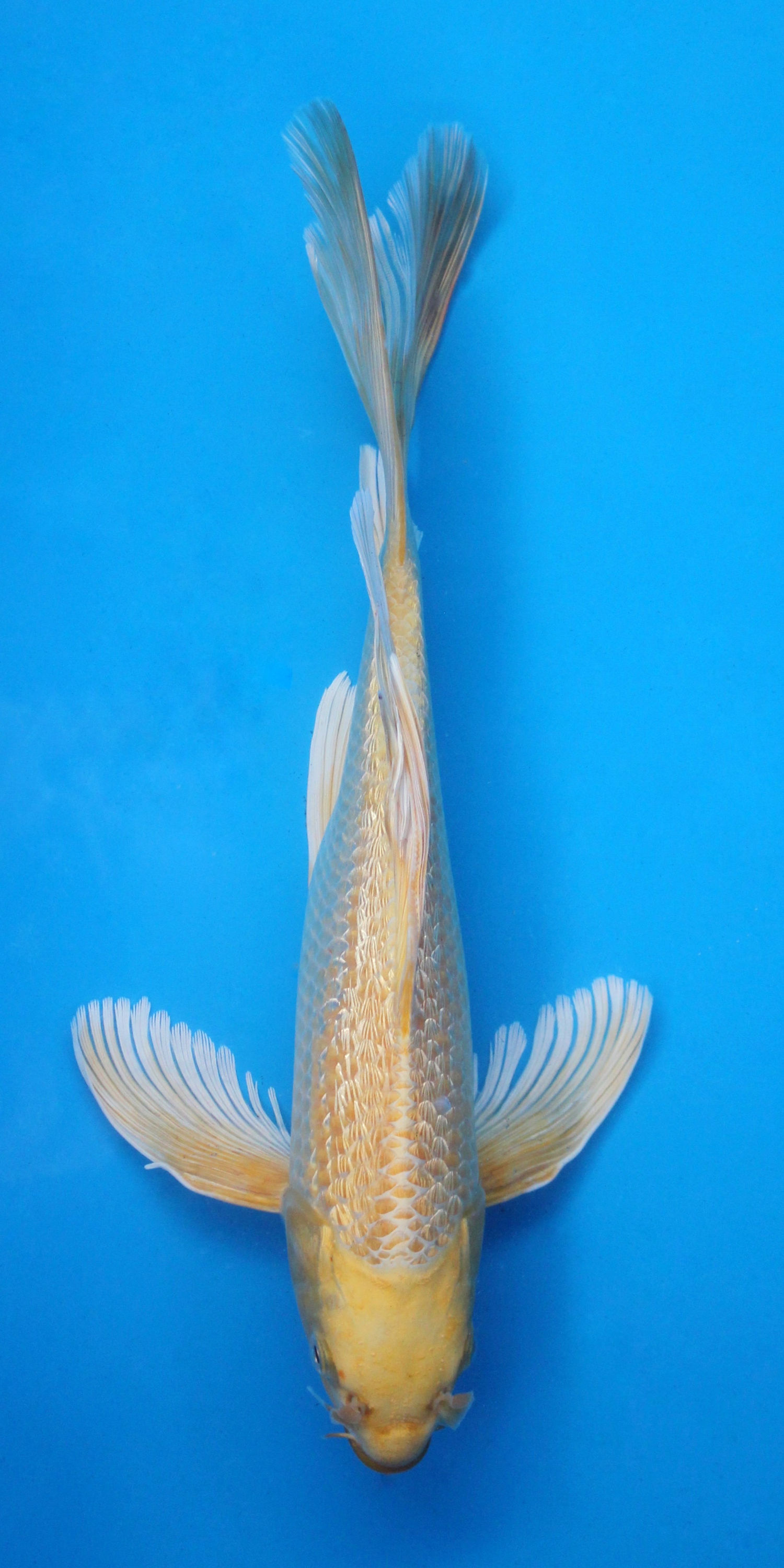 Long Fin Ginrin Yamabuki - 32cm - Nisai