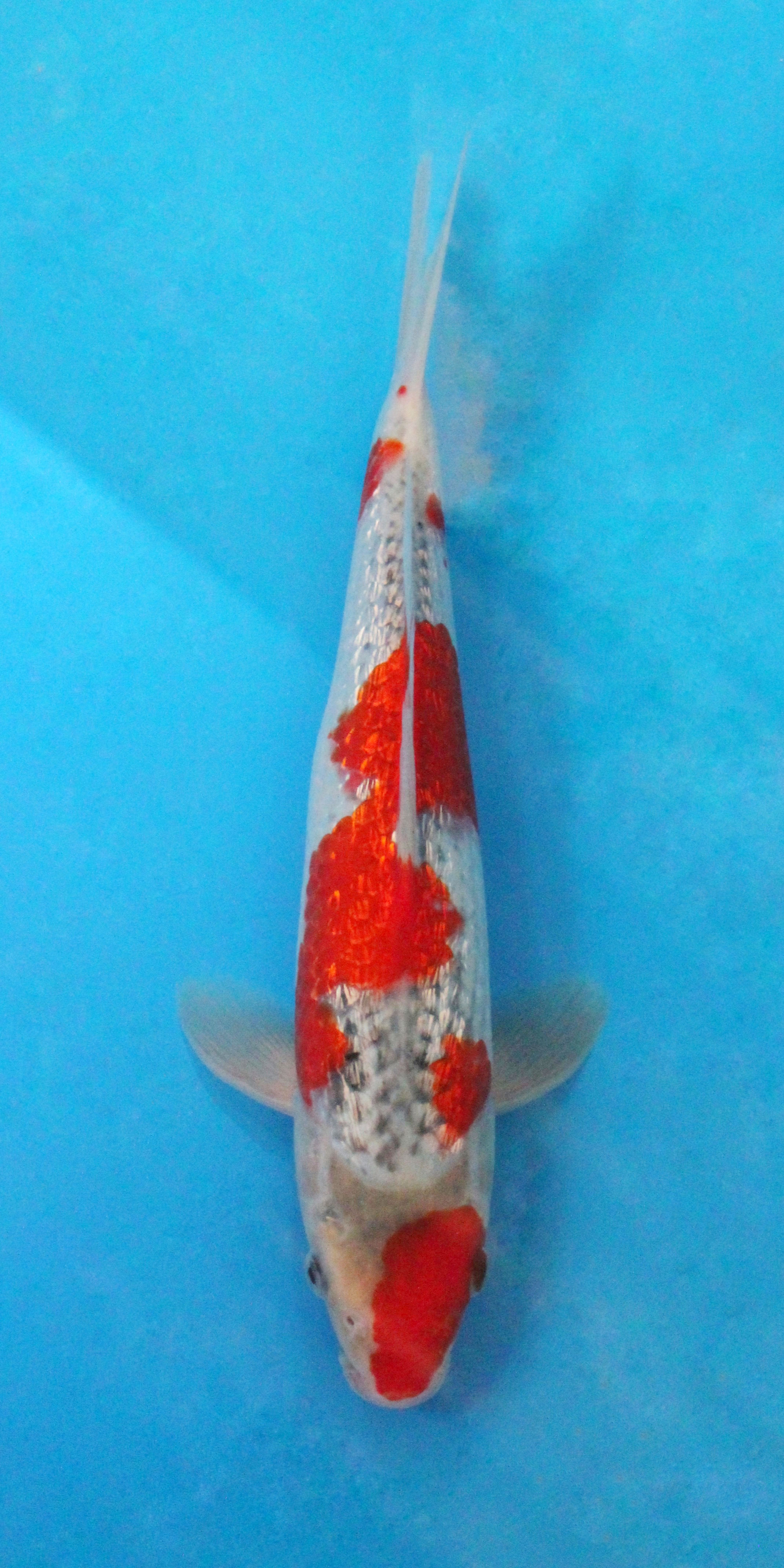 Ginrin Goshiki - 28cm - Nisai