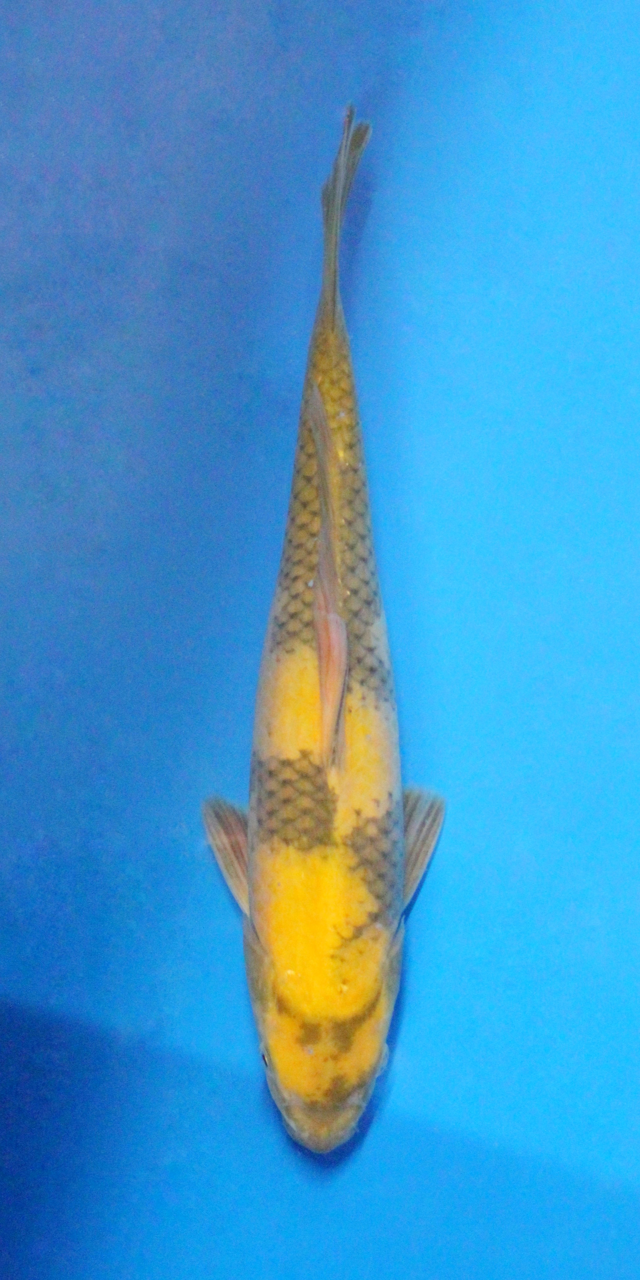 Ki Utsuri - 36cm - Nisai