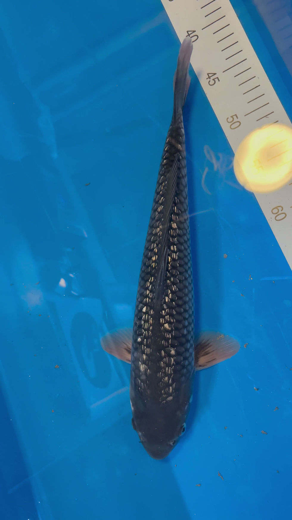 Thumbnail: Black Diamond - 37cm - Nisai