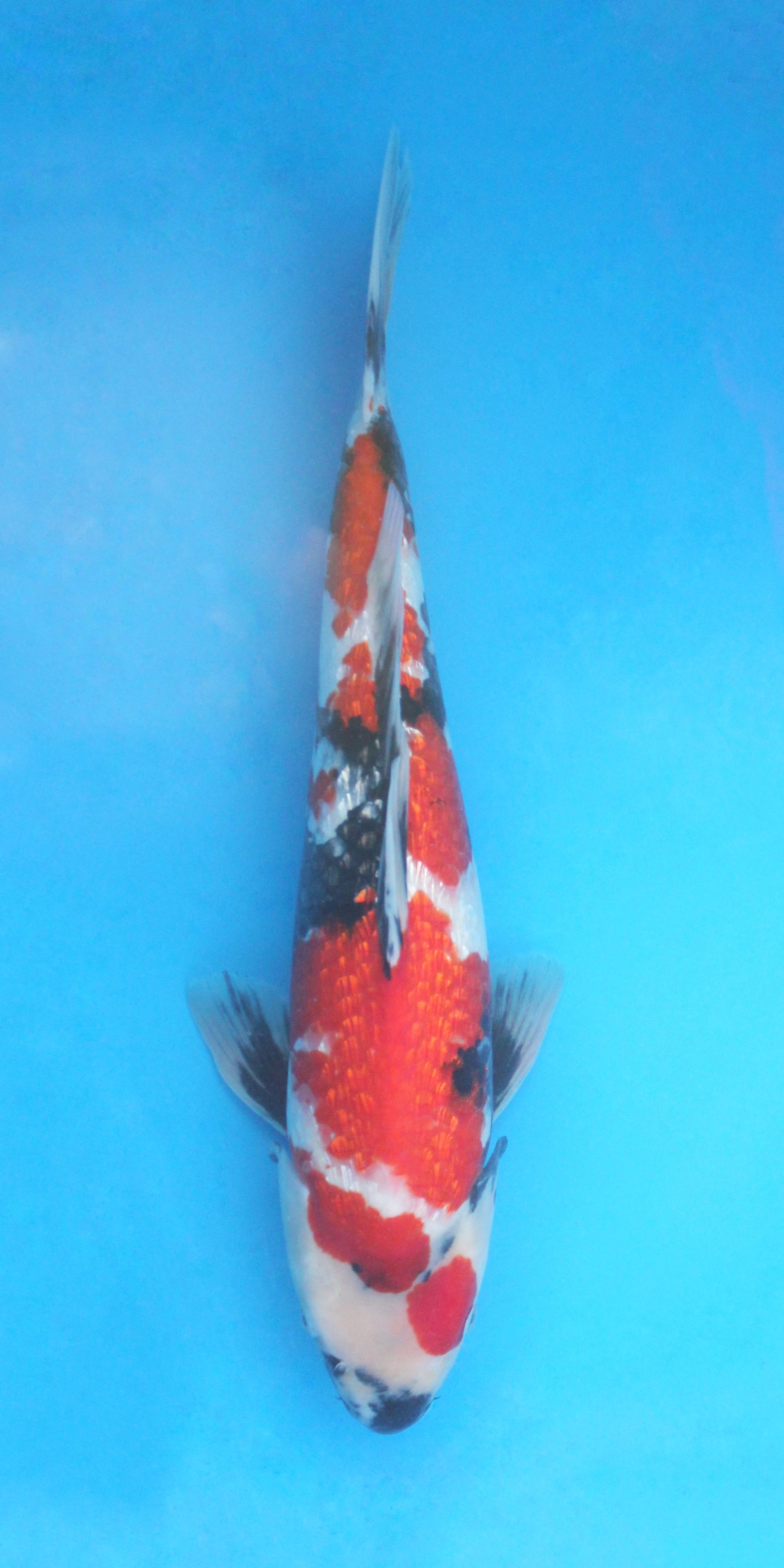 Ginrin Showa - 41cm - Nisai