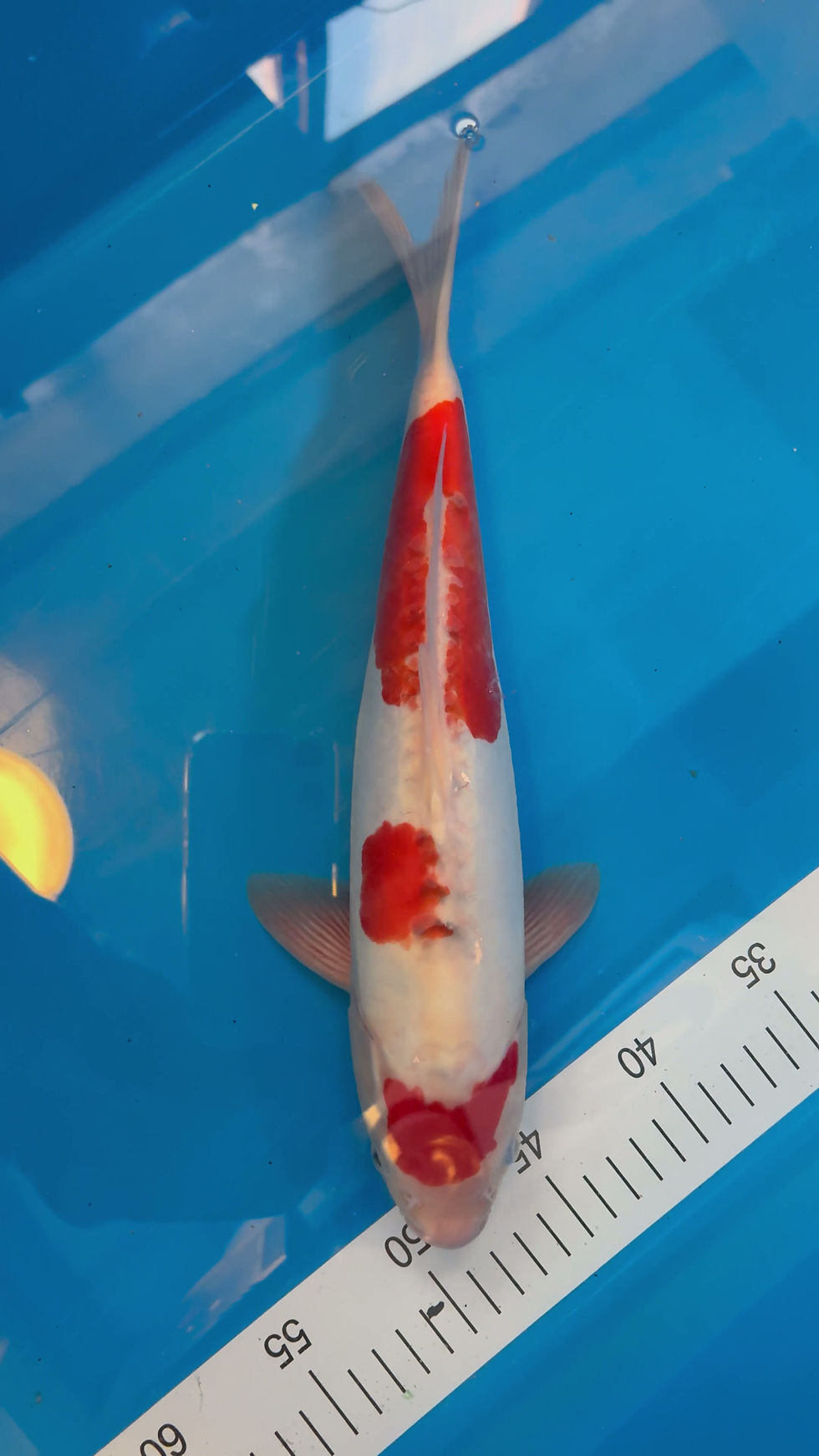 Thumbnail: Yamatonishiki - 34cm - Nisai