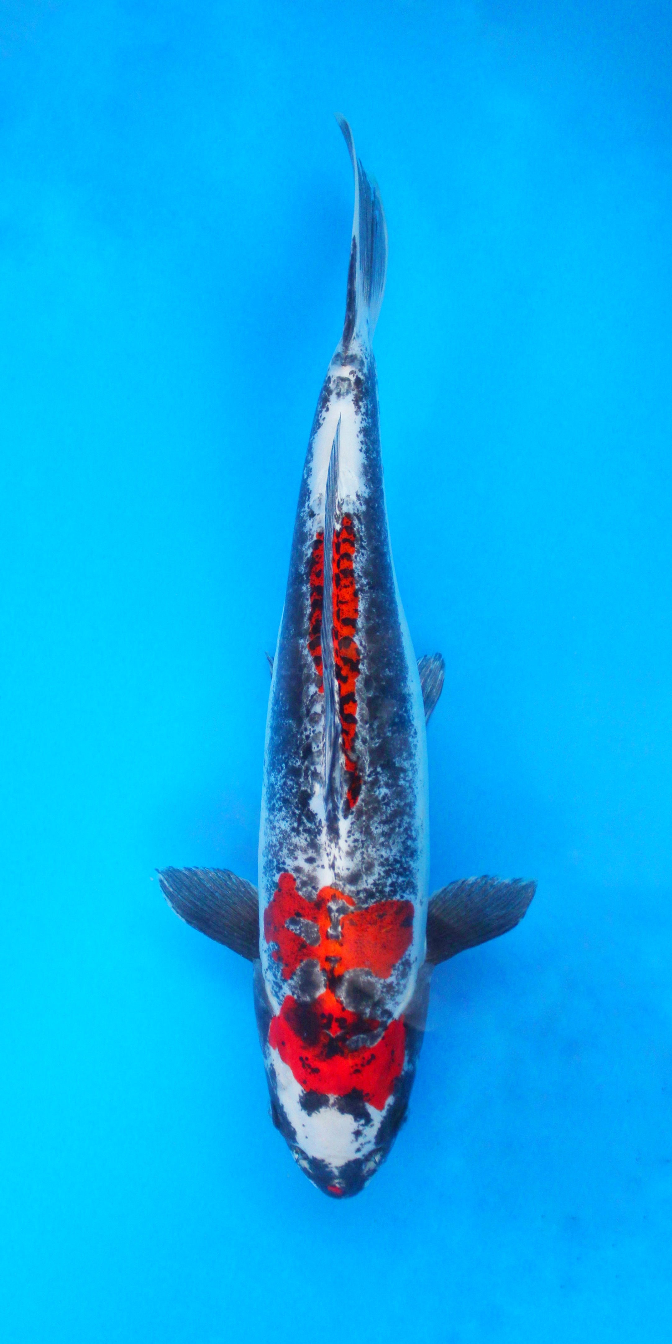 Beni Kikokuryu - 45cm - Sansai