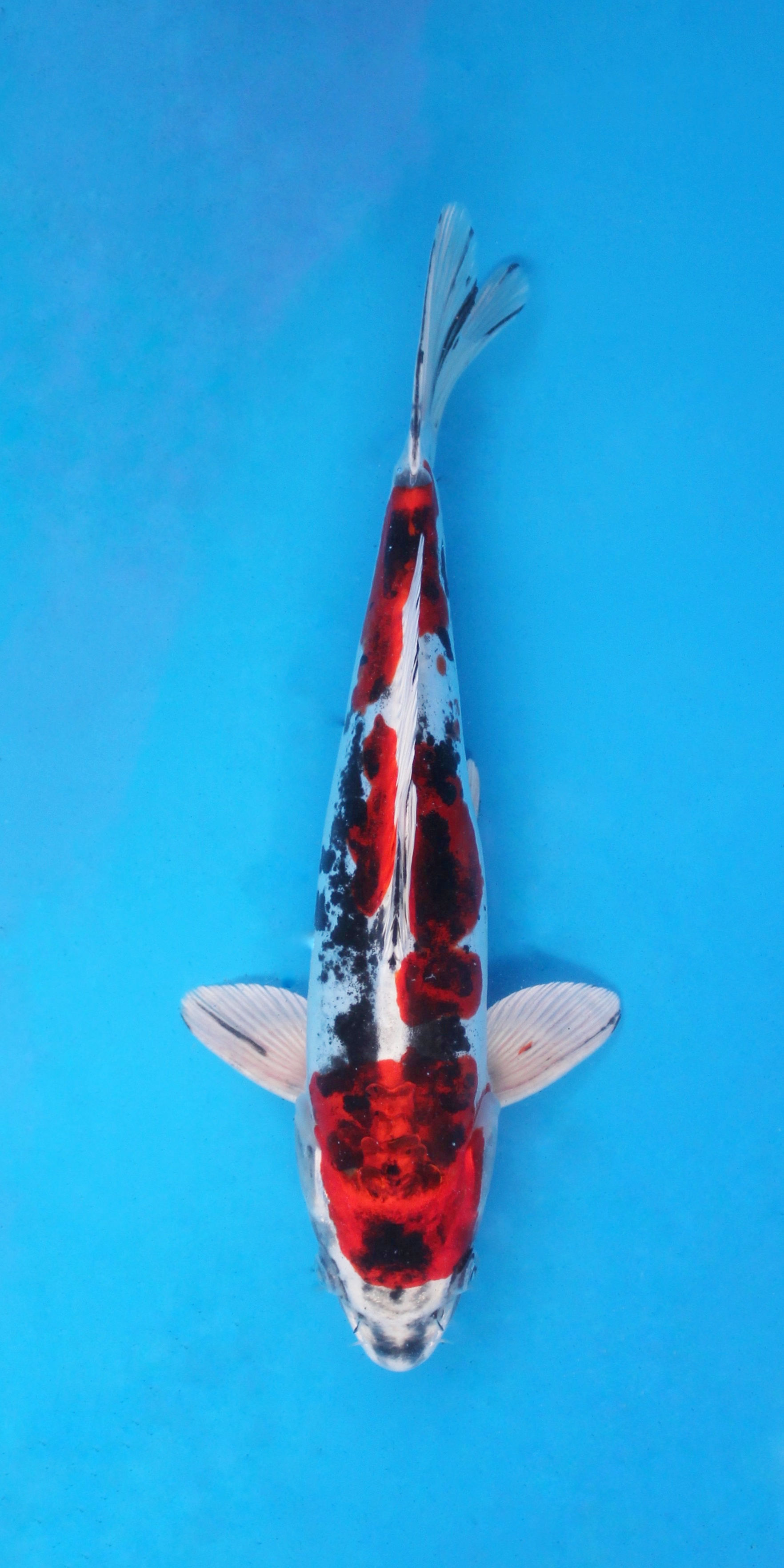 Doitsu Beni Kumonryu - 31cm - Nisai