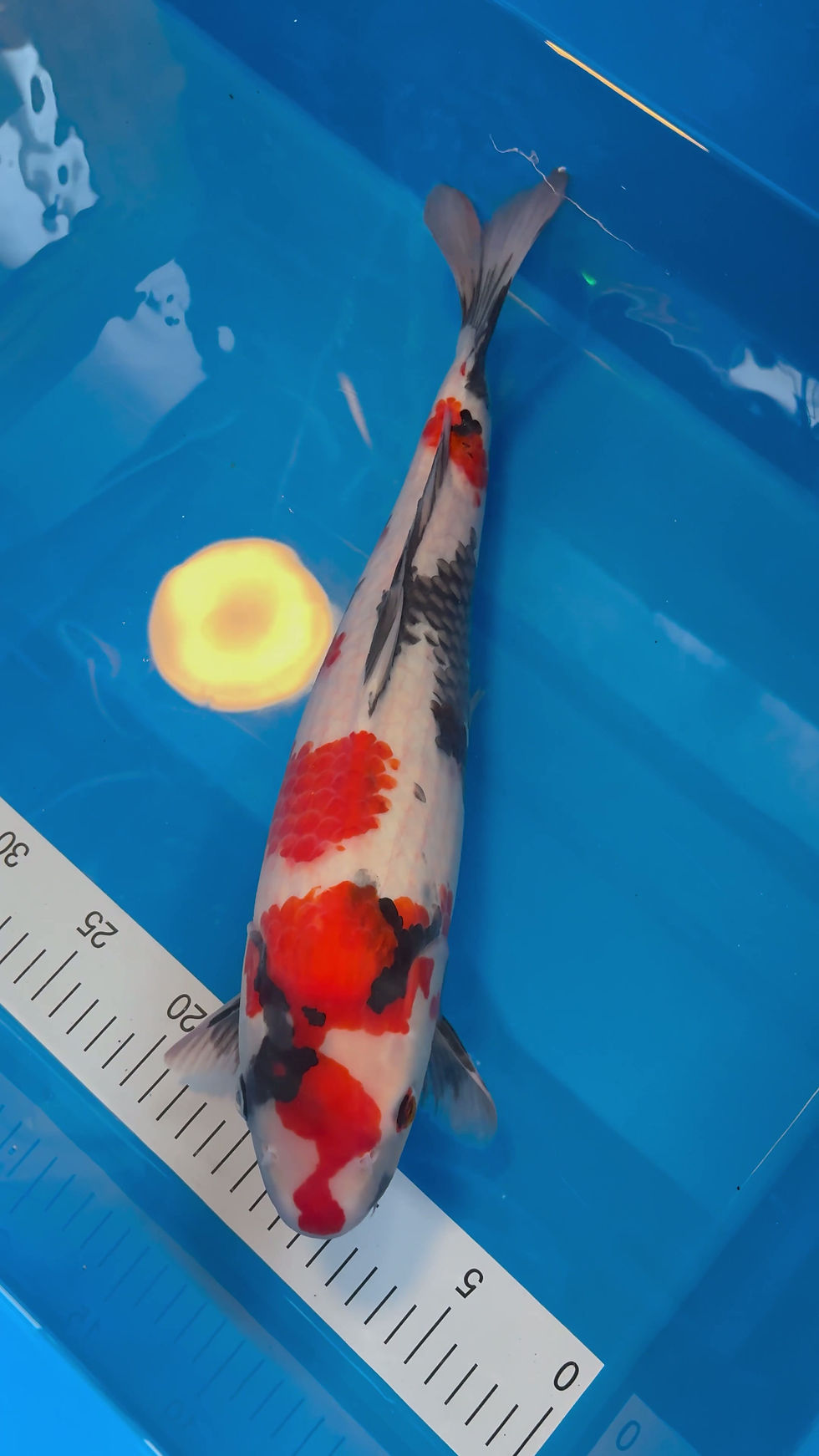 Thumbnail: Showa - 42cm - Nisai