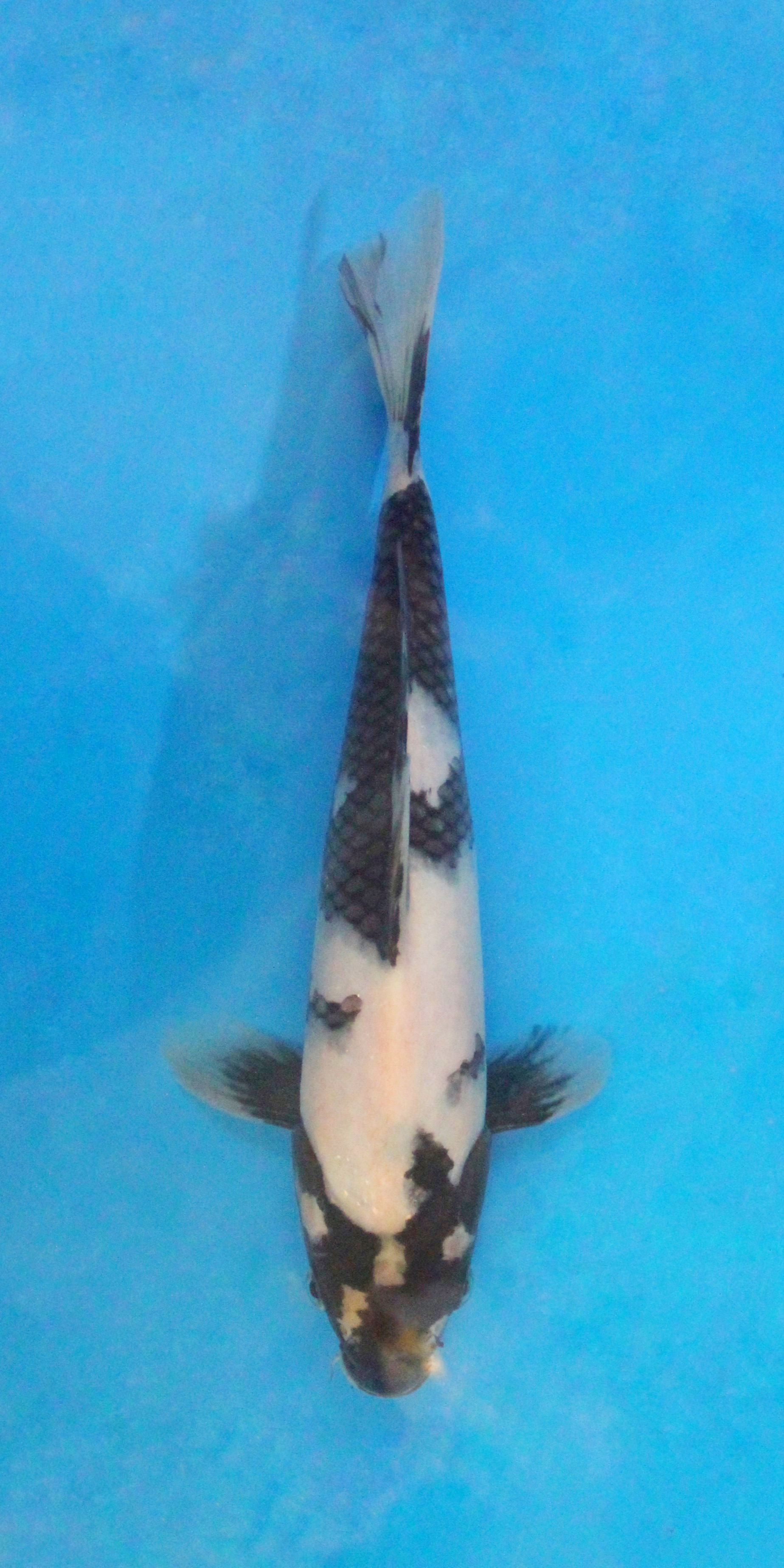 Shiro Utsuri - 28cm - Tosai