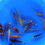 Thumbnail: Mixed Variety Sample - Tosai