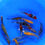 Thumbnail: Mixed Variety Sample - Tosai