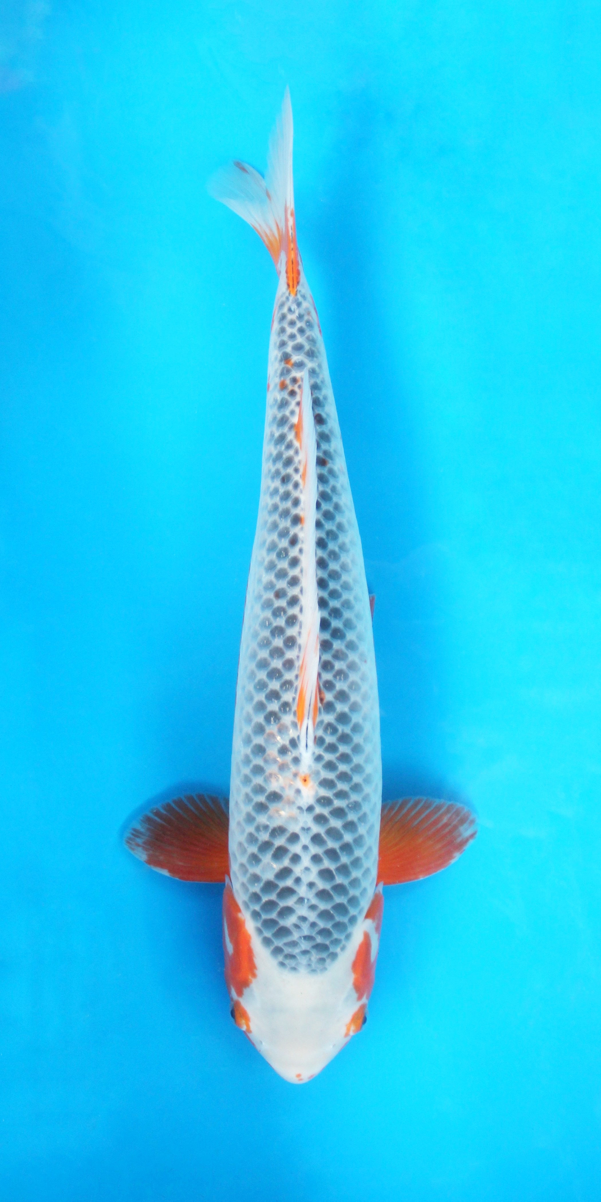 Asagi - 58cm - Sansai