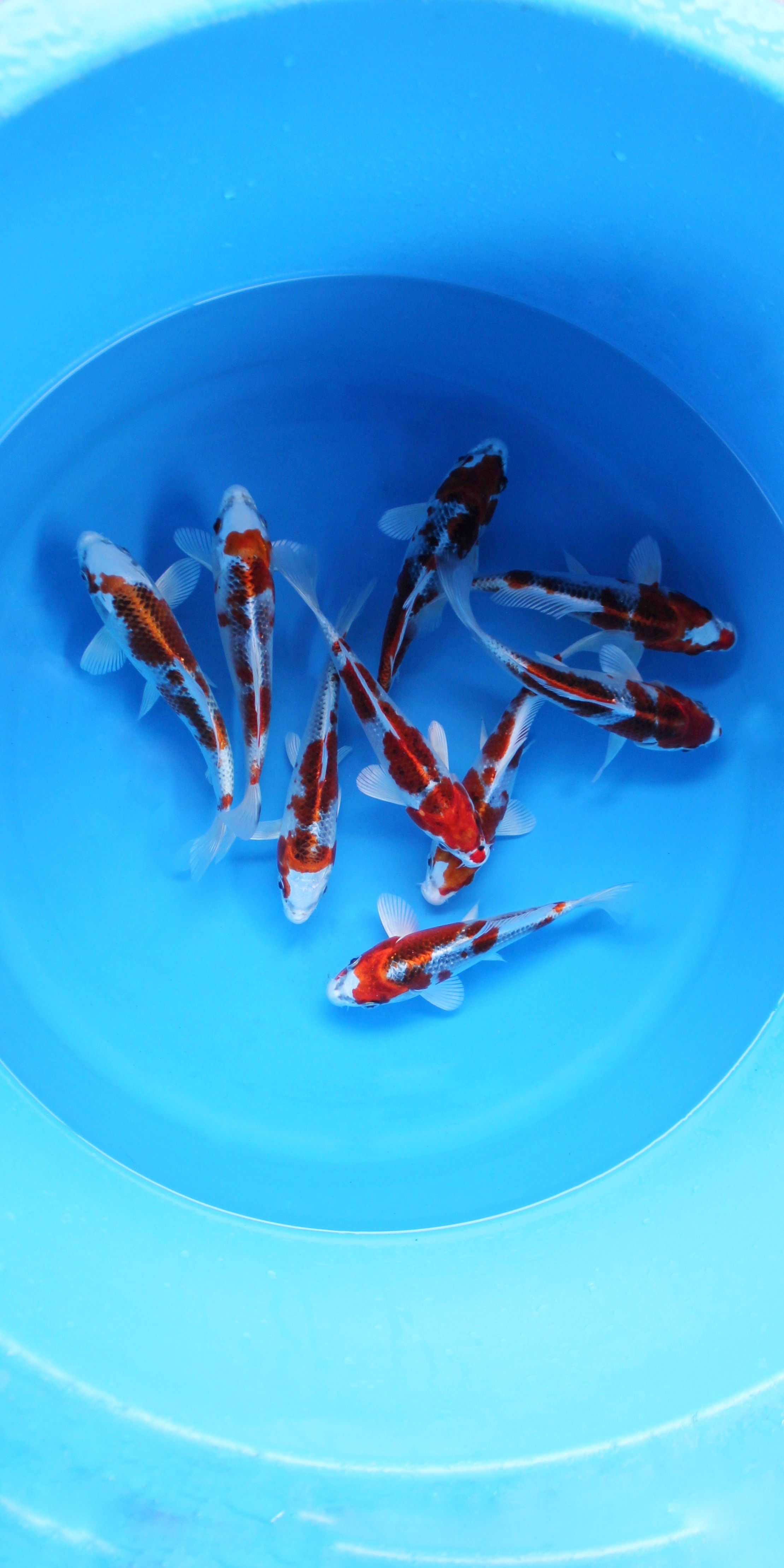 Kujaku Mix Sample - Tosai