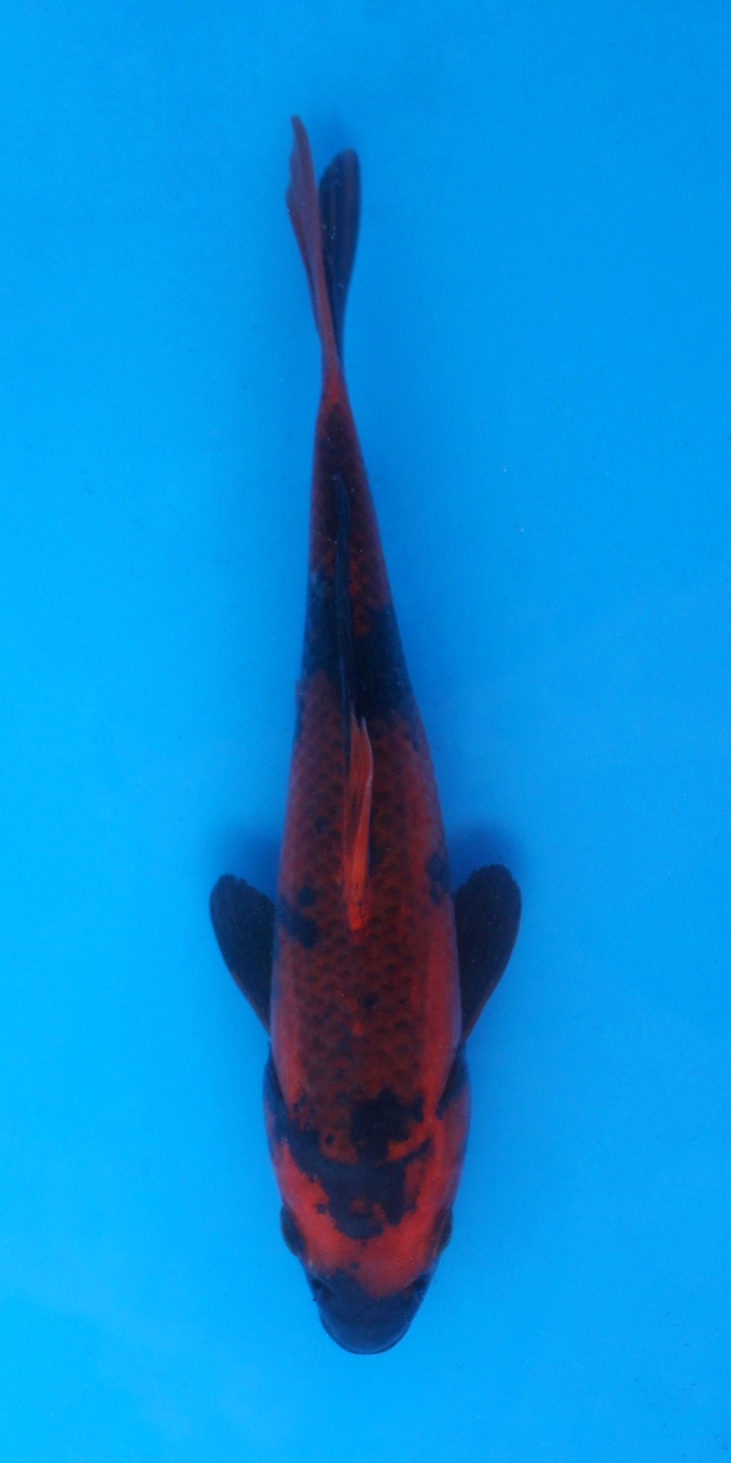 Kage Hi Utsuri - 22cm - Nisai